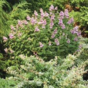 Pembe sakal çalısı fidesi pink caryopteris clandonensis