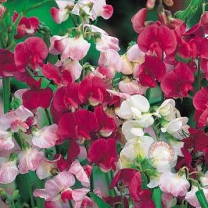 Karışım lathyrus latifolius çok yıllık tatlı bezelye sweetpea sarmaşık lathyrus latifolius