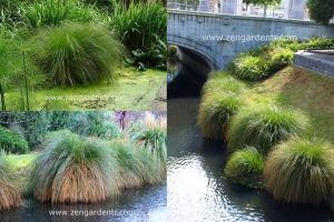 Carex secta tohumu