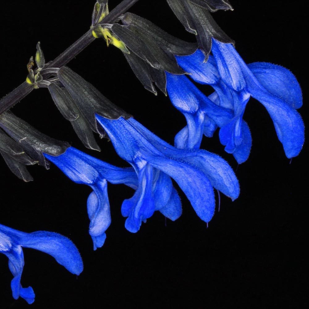 Black and Blue salvia guaranitica fidesi perenyal süs adaçayı