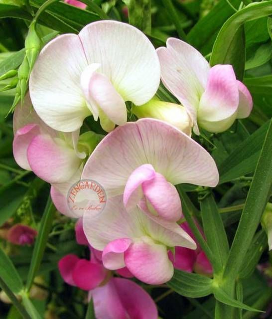 Pembe kokulu lathyrus latifolius tohumu çok yıllık tatlı bezelye sweetpea sarmaşık