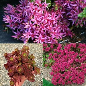 Dam koruğu tohumu summer glory sedum spurium