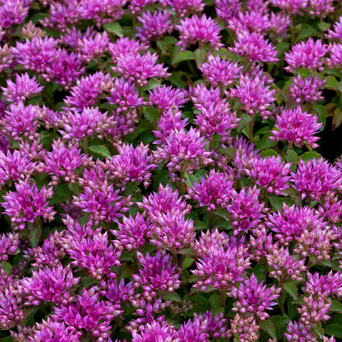 Dam koruğu tohumu summer glory sedum spurium