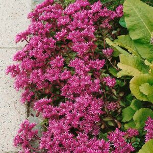 Dam koruğu tohumu summer glory sedum spurium