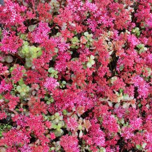 Dam koruğu tohumu summer glory sedum spurium