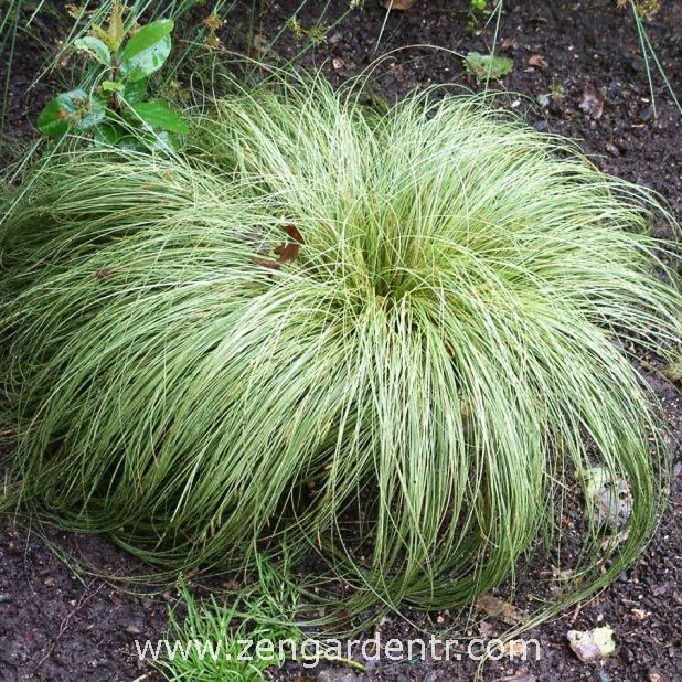 Carex albula tohumu çift renkli yapraklar