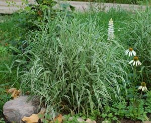 Kanarya kurdele çimi alacalı filaris phalaris arundinacea variegata