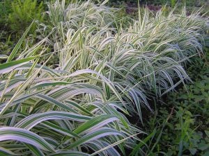 Kanarya kurdele çimi alacalı filaris phalaris arundinacea variegata