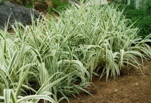 Kanarya kurdele çimi alacalı filaris phalaris arundinacea variegata