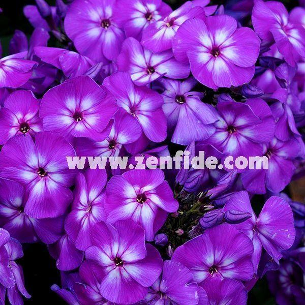 Mor floks fidesi phlox paniculata adessa special purple star