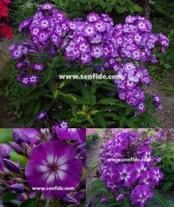 Mor floks fidesi phlox paniculata adessa special purple star