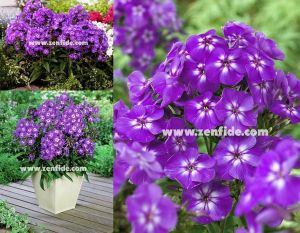 Mor floks fidesi phlox paniculata adessa special purple star