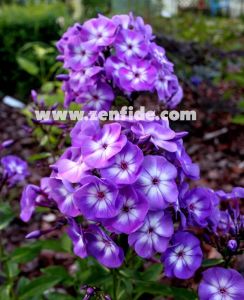 Mor floks fidesi phlox paniculata adessa special purple star