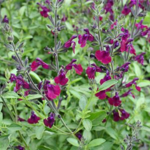 Nachtvlinder salvia x jamensis fidesi perenyal süs adaçayı