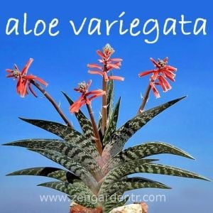 Aloe variegata tohumu sukkulent tohum karışımı