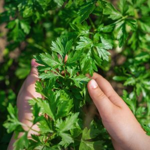 Geniş yapraklı italyan maydanoz tohumu atalık italian giant parsley