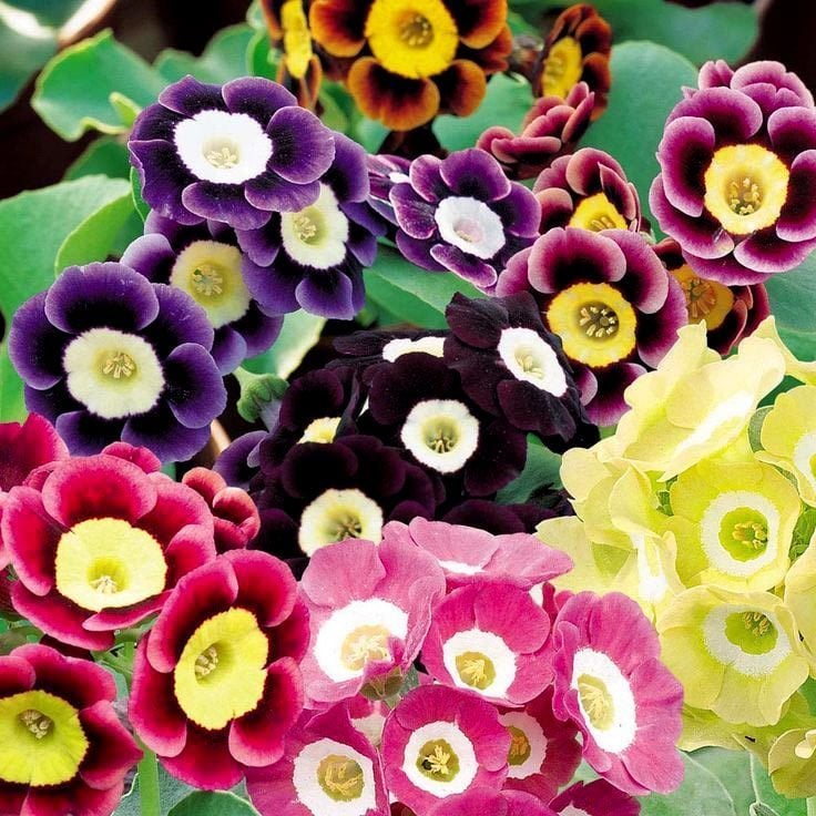 Kokulu primula auricula çiçeği saksıda