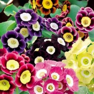 Kokulu primula auricula çiçeği saksıda