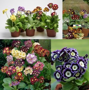 Kokulu primula auricula çiçeği saksıda