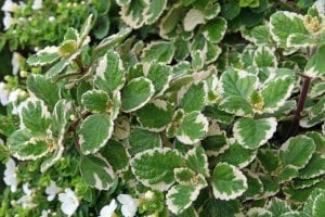 Plectranthus forsteri variegata fidesi sarkan