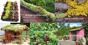 Sedum fidesi mix damkoruğu kayabahçesi karışımı