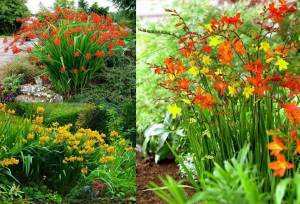 10 adet montbretia soğanı karışımı tüm renkler mix crocosmia