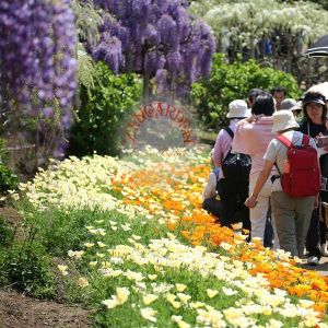 Beyaz eschscholzia tohumu acem lalesi californica alba