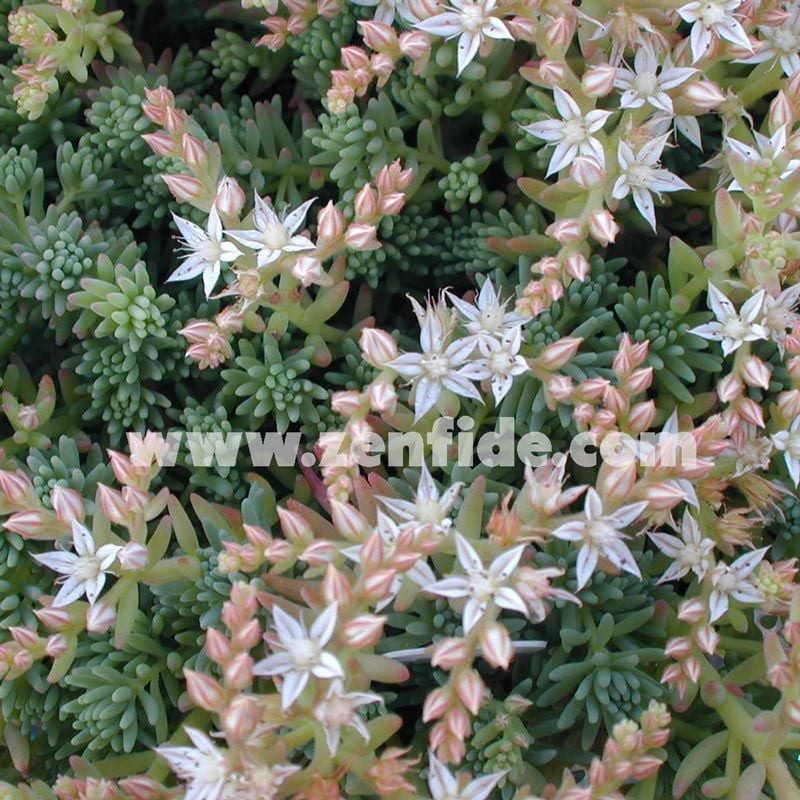 Beyaz çiçekli sedum fidesi sedum hispanicum