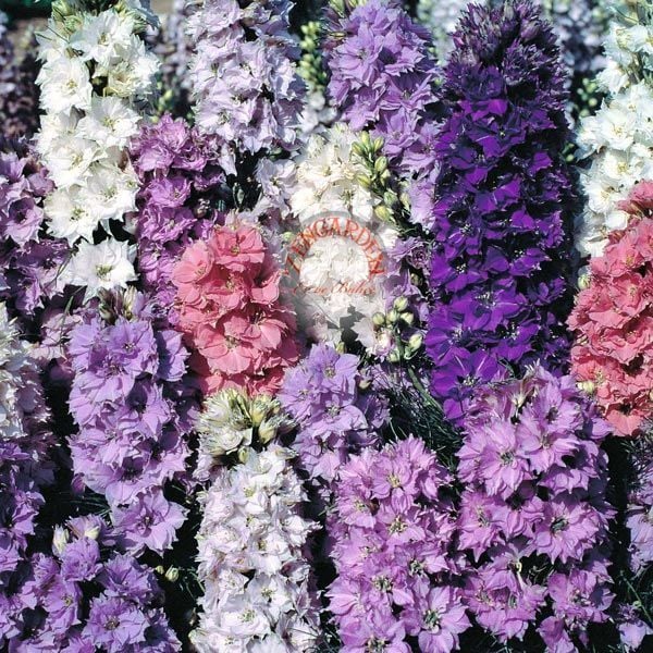 Delphinium tohumu sümbül çiçekli bodur hezaran saksıya uygun