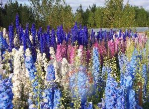 Delphinium tohumu sümbül çiçekli bodur hezaran saksıya uygun