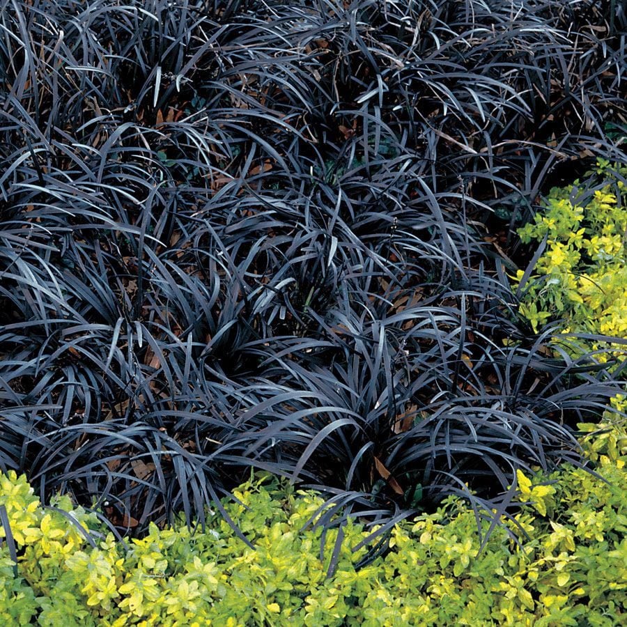 Siyah Osmanlı çimi ophiopogon japonicus Nigrescens