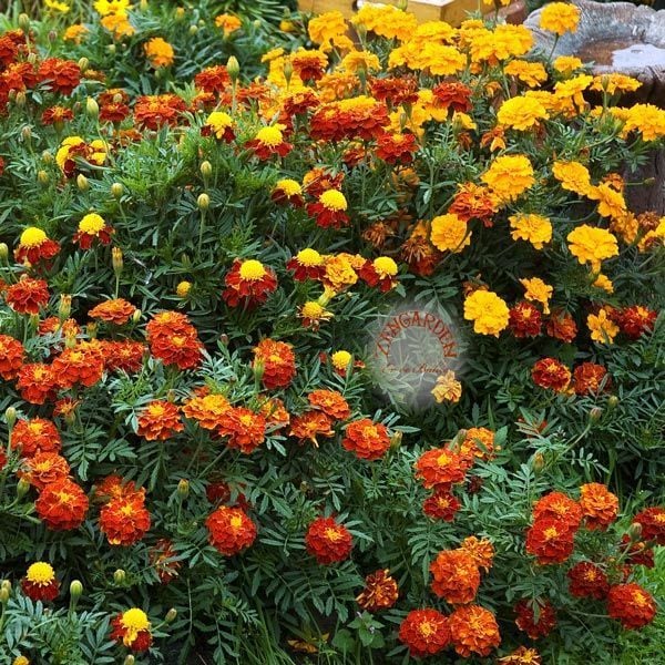 Fransız kadife çiçeği tohumu french marigold sparky mix tagetes patula