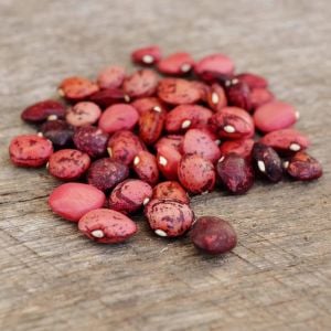 Kırmızı Çilli şeker fasulye tohumu Speckled Dixie Butterpea