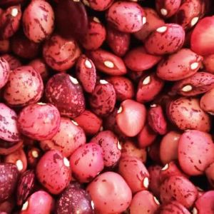 Kırmızı Çilli şeker fasulye tohumu Speckled Dixie Butterpea