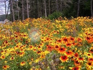 Zafer papatyası tohumu rudbeckia hirta gloriosa daisy