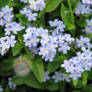Mavi beni unutma çiçeği tohumu myosotis alpestris bodur 15 cm