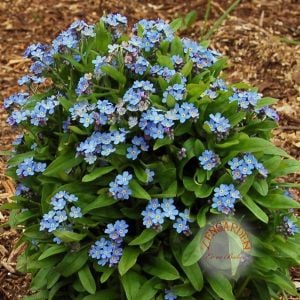 Mavi beni unutma çiçeği tohumu myosotis alpestris bodur 15 cm