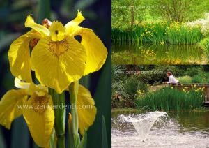 Sarı iris tohumu sucul bitki iris pseudacorus