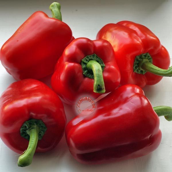 Kırmızı dolmalık biber tohumu big red sweet pepper