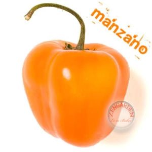 Manzano acı biber tohumu geleneksel chili pepper