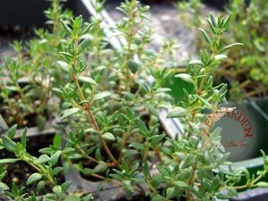 Fransız yaz kekiği tohumu aromatik kekik thymus vulgaris french summer thyme seeds