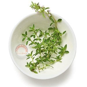 Fransız yaz kekiği tohumu aromatik kekik thymus vulgaris french summer thyme seeds