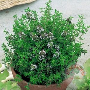 Fransız yaz kekiği tohumu aromatik kekik thymus vulgaris french summer thyme seeds