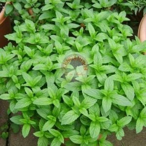 Şifalı yeşil nane tohumu greenmint mentha viridis