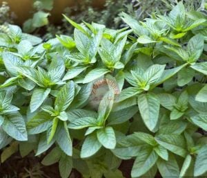 Şifalı yeşil nane tohumu greenmint mentha viridis