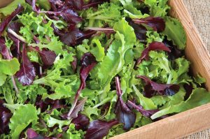 Atalık 12 tür marul tohumu salata karışımı