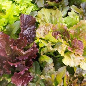 Atalık 12 tür marul tohumu salata karışımı