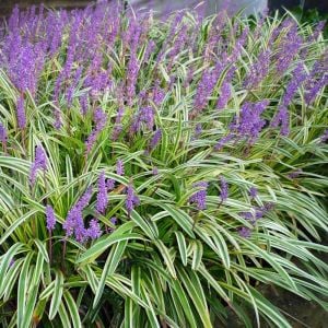 Liriope muscari variegata fidesi alacalı çim zambağı