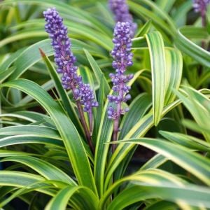 Liriope muscari variegata fidesi alacalı çim zambağı