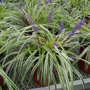 Liriope muscari variegata fidesi alacalı çim zambağı